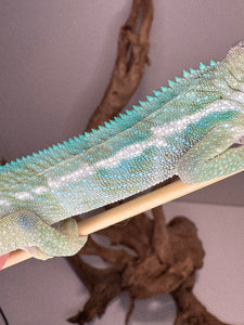 Avatar x Blue Magic Ambanja Panther Chameleon juvenile for sale