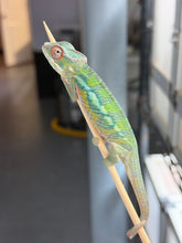 Load image into Gallery viewer, Beautiful young male Panther Chameleon with bright developing colors
