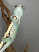 Load image into Gallery viewer, Bright male Panther Chameleon with developing coloration
