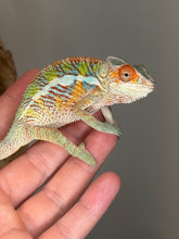 Load image into Gallery viewer, A small multicolored chameleon resting on a person's hand, shown in close-up against a plain gray background.
