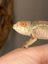 Load image into Gallery viewer, Beautiful young Ambilobe Panther Chameleon with intense red and yellow coloration
