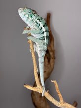 Load image into Gallery viewer, Calm young Ambanja Panther Chameleon showing blue and green coloration
