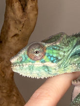 Load image into Gallery viewer, Calm juvenile Ambilobe Panther Chameleon observing surroundings
