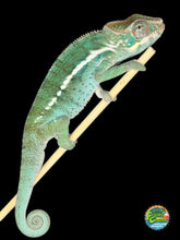 Load image into Gallery viewer, Calm Ambilobe Panther Chameleon with soft green tones and red belly accents
