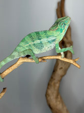 Load image into Gallery viewer, Male Aslan x Flash Jr. Panther Chameleon climbing a branch, calm and relaxed.
