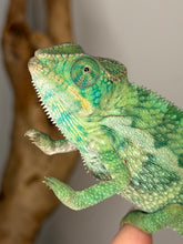 Load image into Gallery viewer, Close-up of the vibrant teals, reds, and subtle blues of an older Aslan x Flash Jr. Panther Chameleon.
