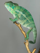Load image into Gallery viewer, Detailed close-up of the eye of a slightly older Ambilobe Panther Chameleon showing vibrant coloration.
