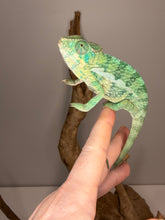 Load image into Gallery viewer, Full-body view of a calm, slightly older male Ambilobe Panther Chameleon, hand-raised and healthy.
