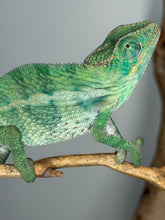 Load image into Gallery viewer, Close-up of the head of a calm, older male Aslan x Flash Jr. Panther Chameleon.

