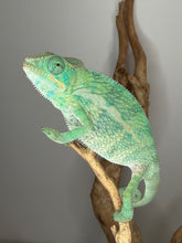 Load image into Gallery viewer, Close side profile of a slightly older male Ambilobe Panther Chameleon from FramsChams.
