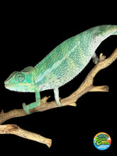 Load image into Gallery viewer, Side profile of a calm male Aslan x Flash Jr. Panther Chameleon showing vibrant teals and reds.
