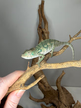 Load image into Gallery viewer, Close-up of the vibrant teals, reds, and subtle blues of a young Aslan x Flash Jr. Panther Chameleon.
