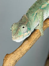 Load image into Gallery viewer, Detailed close-up of the eye of a young Ambilobe Panther Chameleon showing vibrant colors.
