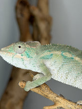 Load image into Gallery viewer, Close-up of the head of a calm male Aslan x Flash Jr. Panther Chameleon.
