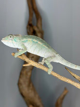 Load image into Gallery viewer, Calm male Ambilobe Panther Chameleon resting on a plant, showing early color development.
