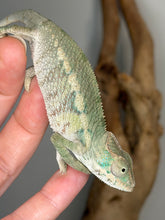 Load image into Gallery viewer, Close side profile of a young male Ambilobe Panther Chameleon from FramsChams.
