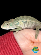 Load image into Gallery viewer, Side profile of a calm male Aslan x Flash Jr. Panther Chameleon showing emerging teals and reds.
