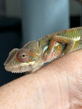 Load image into Gallery viewer, Calm and colorful young Ambilobe Panther Chameleon with orange blue and turquoise colors
