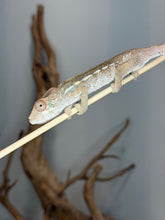 Load image into Gallery viewer, Calm and curious young Ambilobe Panther Chameleon exploring.
