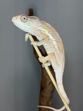 Load image into Gallery viewer, A pale beige chameleon with subtle orange and blue-green markings perched on a thin wooden branch against a soft gray background.
