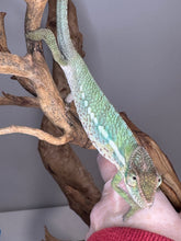 Load image into Gallery viewer, Close-up showing soft green, blue, and red belly accents
