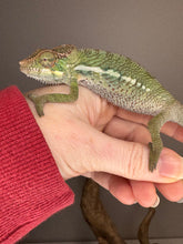 Load image into Gallery viewer, Side view highlighting golden highlights and red belly
