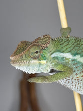 Load image into Gallery viewer, Ambilobe Panther Chameleon looking calm and happy
