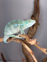 Load image into Gallery viewer, Full-body view of Ambanja × Ambilobe hybrid showing rich blue and yellow colors
