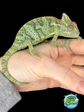 Load image into Gallery viewer, Calm juvenile female veiled chameleon perched on hand at FramsChams
