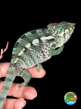 Load image into Gallery viewer, Calm juvenile panther chameleon showing teal and green coloration
