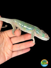 Load image into Gallery viewer, Calm young male Ambilobe Panther Chameleon perched quietly with soft developing colors
