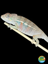 Load image into Gallery viewer, Young male Ambilobe Panther Chameleon from Flash and Aslan bloodlines
