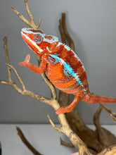 Load image into Gallery viewer, Calm male Ambilobe Panther Chameleon from rare European bloodlines.
