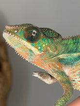 Load image into Gallery viewer, Calm hand-raised male Ambilobe Panther Chameleon from FramsChams
