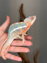 Load image into Gallery viewer, Calm young male Ambilobe Panther Chameleon
