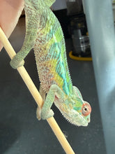 Load image into Gallery viewer, Calm young male Panther Chameleon comfortably sitting on hands

