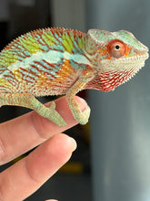 Load image into Gallery viewer, A close-up of a colorful chameleon perched on a person's fingers, showing its bright green, yellow, orange, and blue scales against a blurred gray background.

