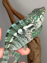 Load image into Gallery viewer, Calm juvenile panther chameleon resting on branch

