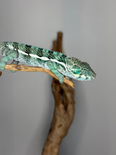 Load image into Gallery viewer, Teal and green Panther Chameleon climbing on a branch, showing its calm personality.
