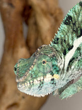 Load image into Gallery viewer, Detailed close-up of a Panther Chameleon’s eye, showcasing its teal and green coloration.
