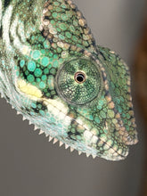 Load image into Gallery viewer, Close-up of the head of a teal and green Panther Chameleon from FramsChams.

