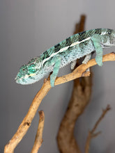 Load image into Gallery viewer, FramsChams surprise Panther Chameleon resting on a plant, displaying vibrant teal and green colors.
