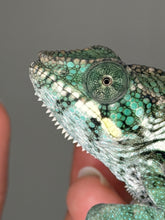 Load image into Gallery viewer, Side profile of a young teal and green FramsChams Panther Chameleon.
