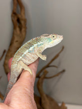 Load image into Gallery viewer, Calm young Ambilobe Panther Chameleon with developing red coloration.
