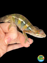 Load image into Gallery viewer, Calm young male Ambilobe Panther Chameleon with developing orange blue and turquoise coloration
