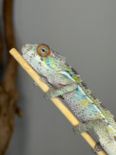 Load image into Gallery viewer, Calm young male Ambilobe Panther Chameleon observing his surroundings
