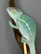 Load image into Gallery viewer, Calm young male Panther Chameleon with developing colorful body coloration
