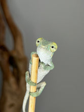 Load image into Gallery viewer, Captive-bred juvenile male Ambanja Panther Chameleon with exciting adult color potential
