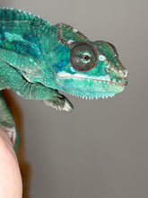 Load image into Gallery viewer, Captive-bred juvenile Ambilobe Panther Chameleon from FramsChams

