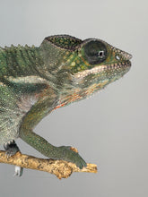 Load image into Gallery viewer, Captive-bred Ambilobe Panther Chameleon feeding and thriving
